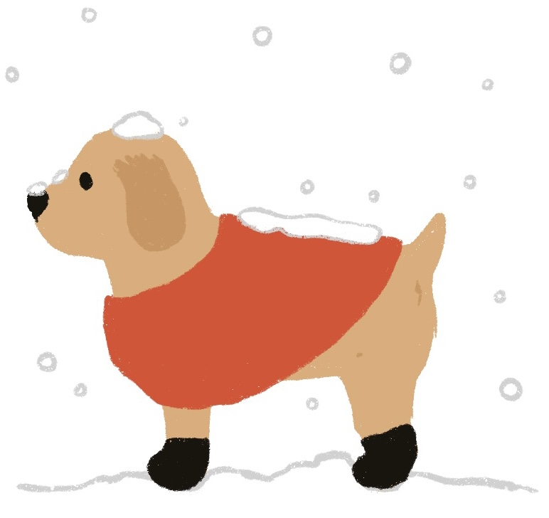 dog in the snow