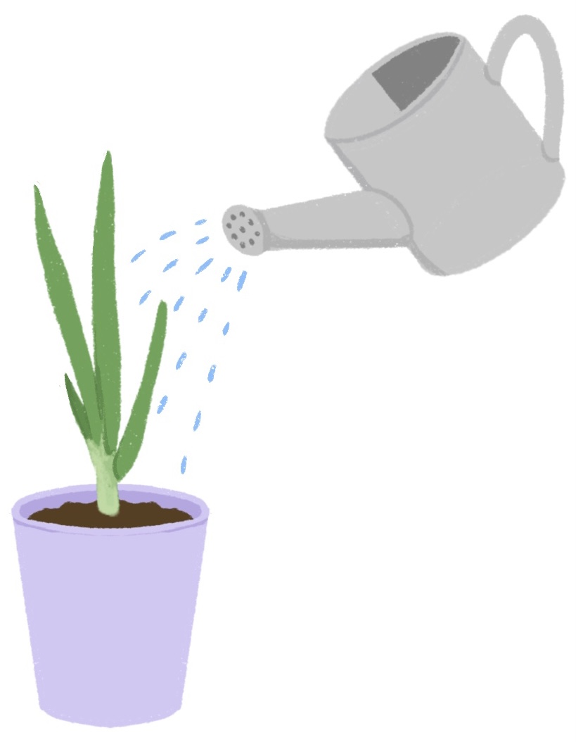 green onions being watered in a pot