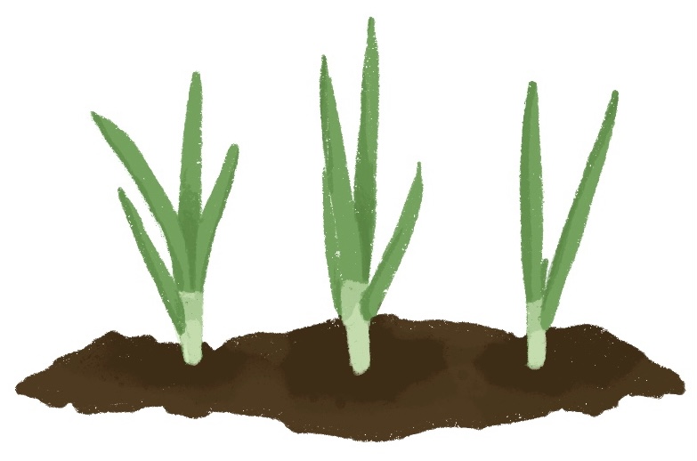 green onions growing in soil
