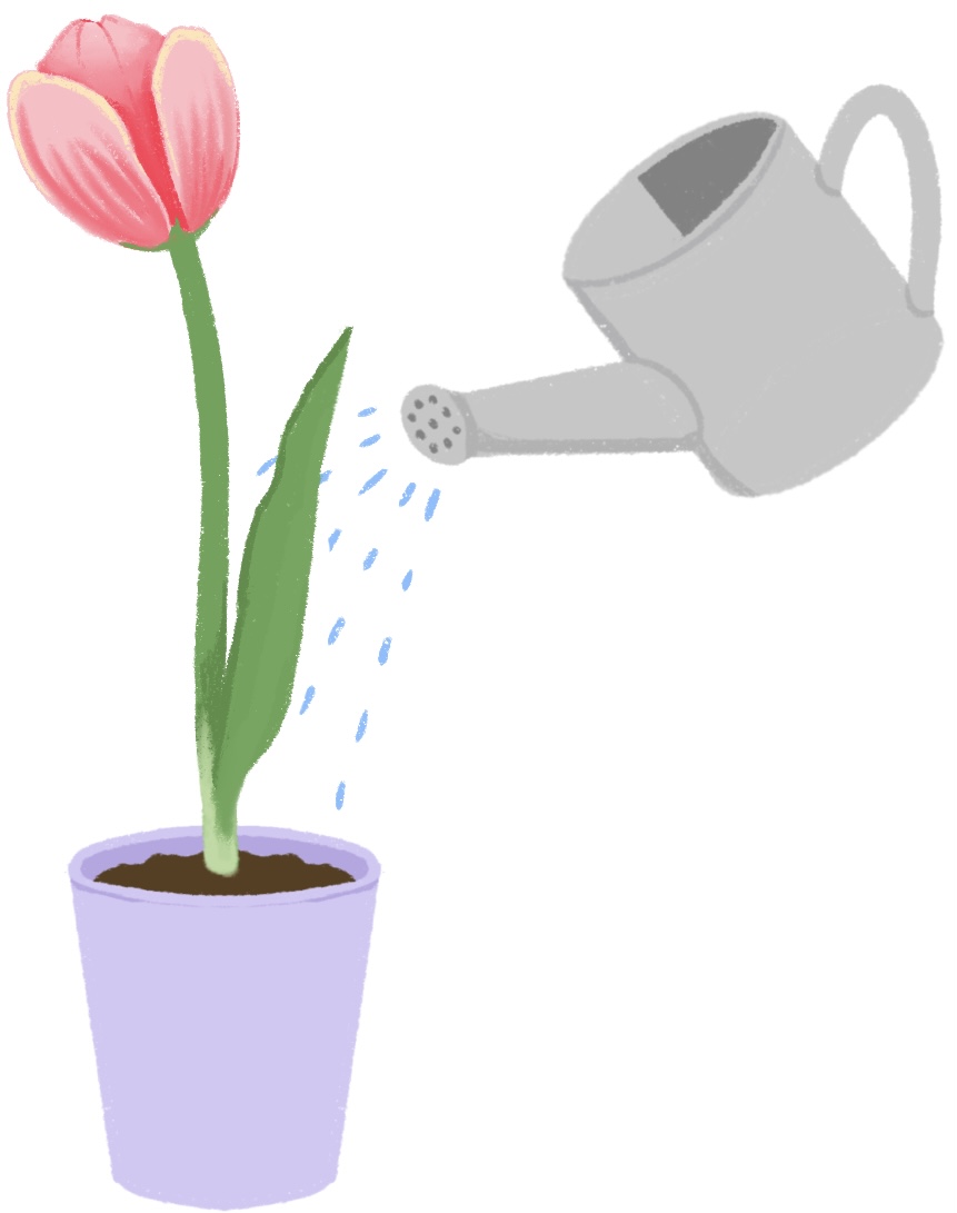 watering can watering a tulip