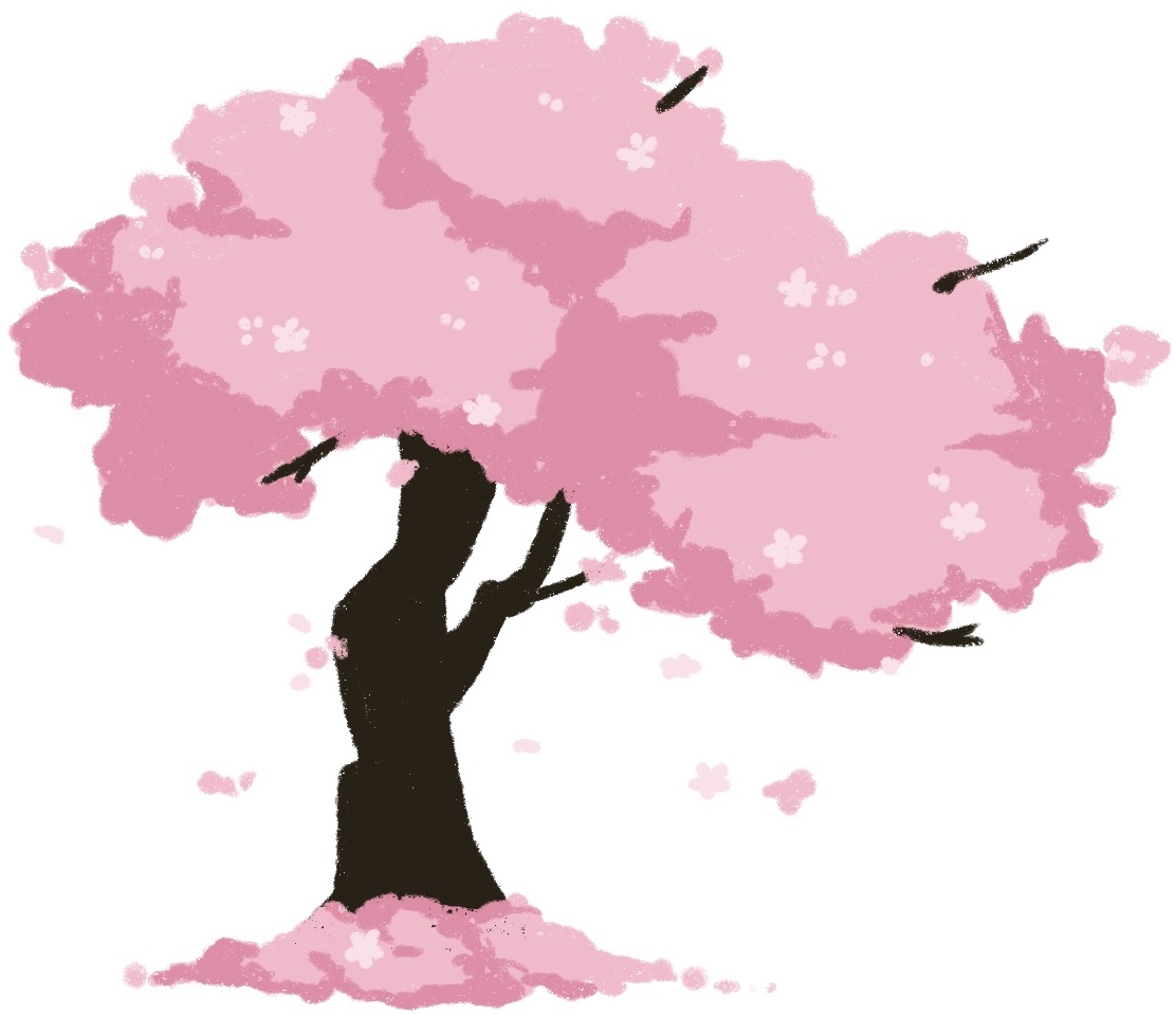 cherry blossom tree