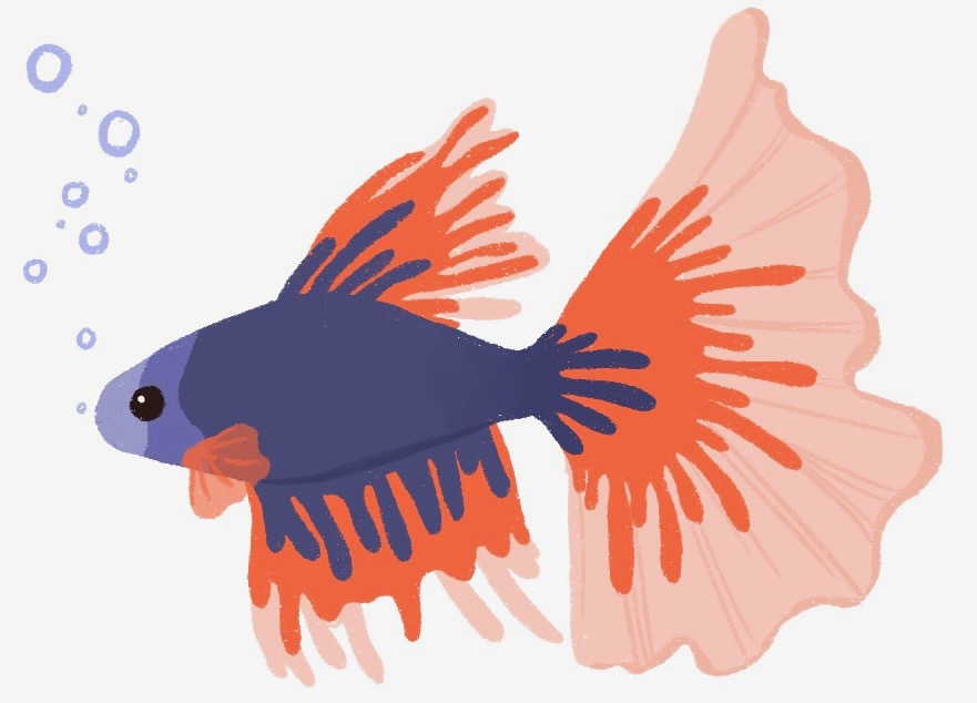 betta fish