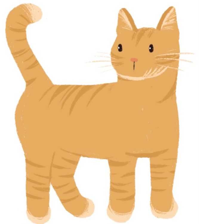 cat